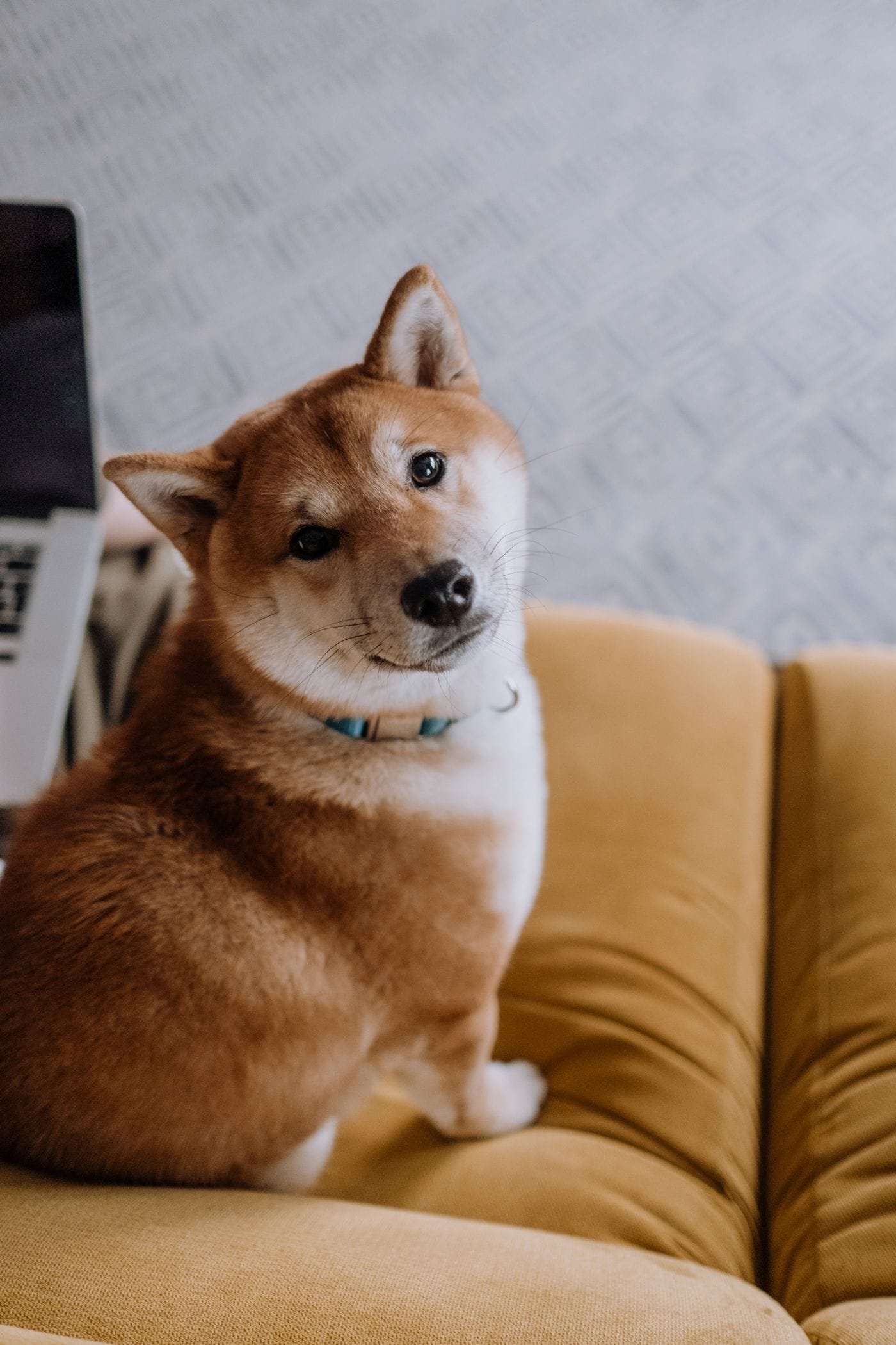 Um cachorro olha para trás em um sofá cor de mostarda