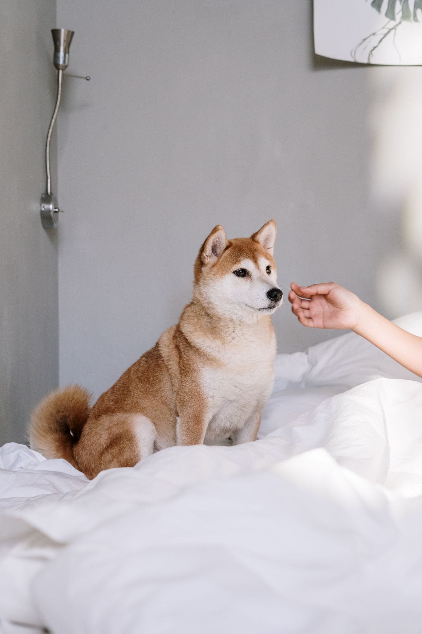 Um cachorro sobre uma cama se aproxima de uma mão