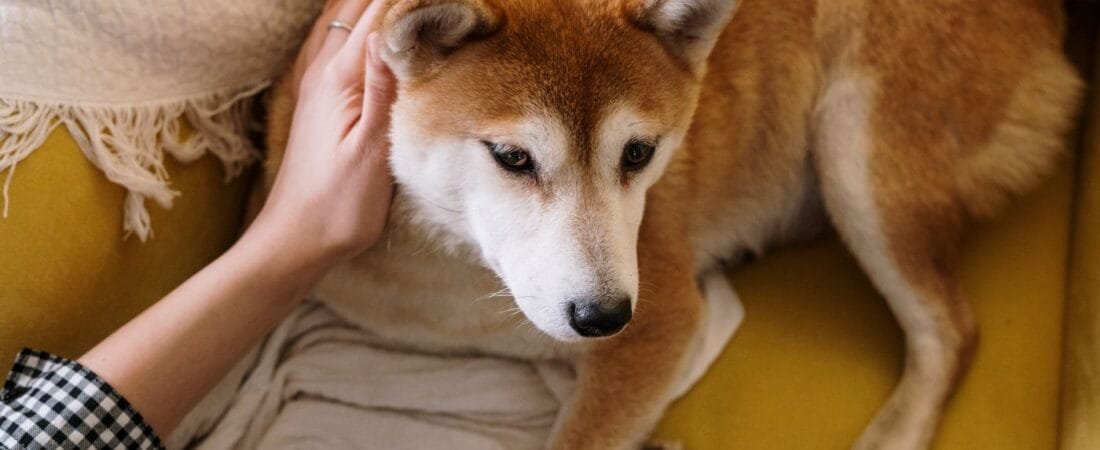 Luto por animais de estimação: 5 cuidados e apoio