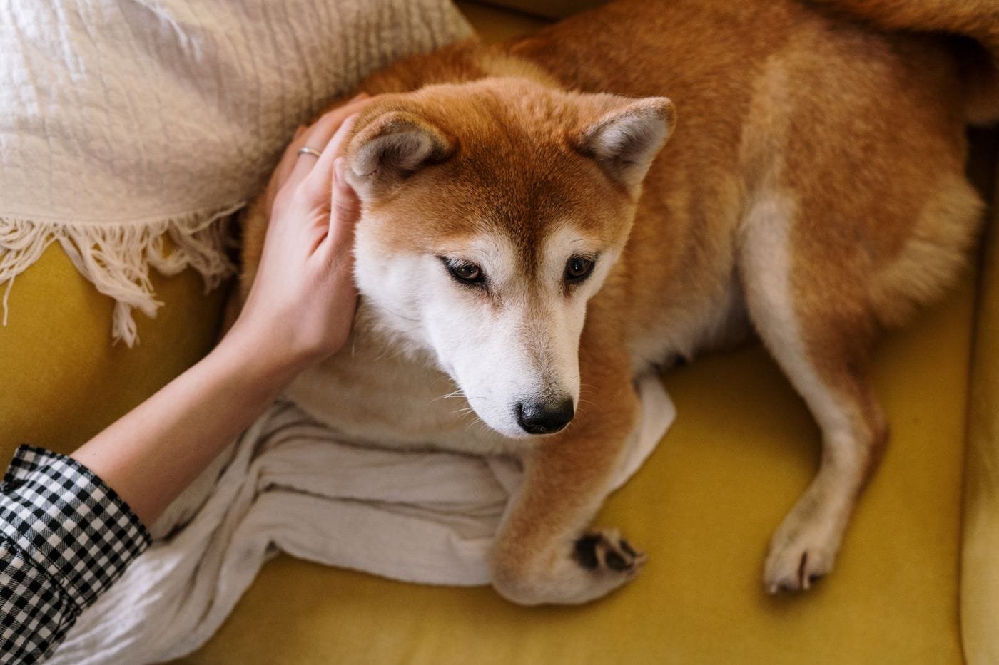 Luto por animais de estimação: 5 cuidados e apoio